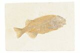 Uncommon Fish (Phareodus) Fossil - Check Out Its Teeth #361068-1